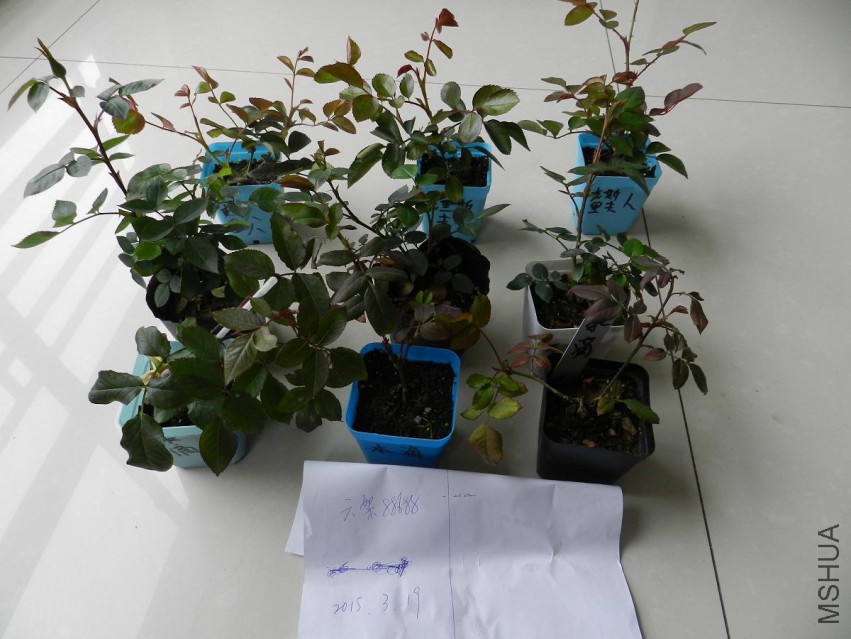 DSCN2078.jpg