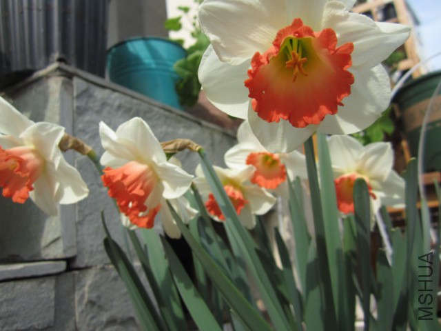 IMG_7895.JPG
