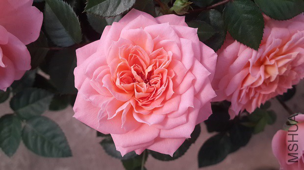 20150319_102046.jpg