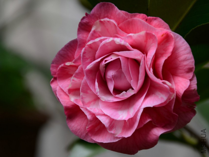 ��ϼ20150319001.jpg
