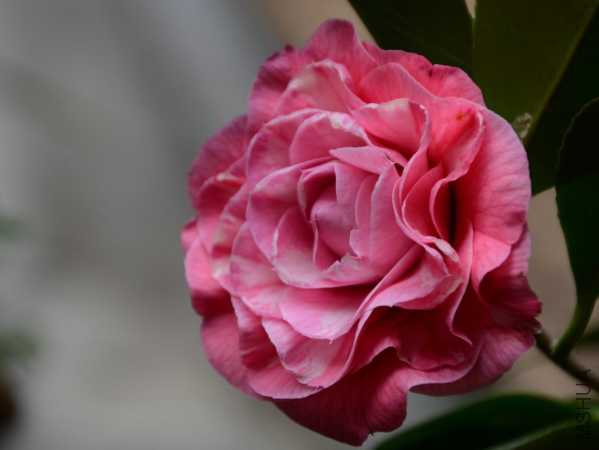 ��ϼ20150319005.jpg