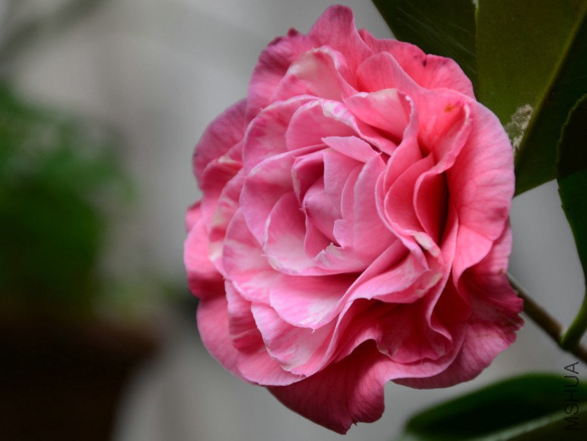 ��ϼ20150319004.jpg
