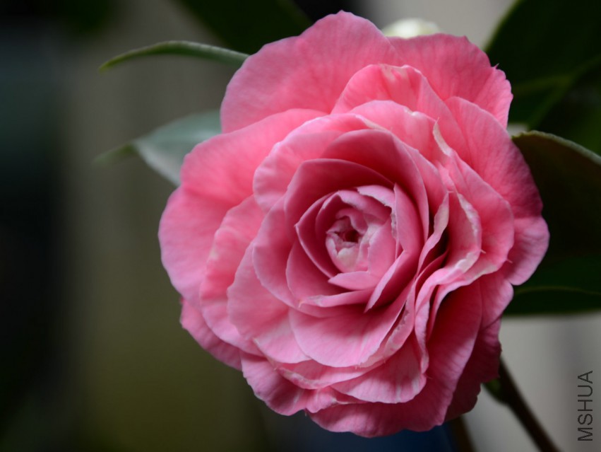 ��ϼ20150319002.jpg