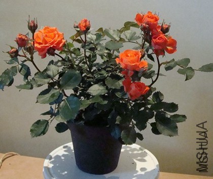 DSC05829.JPG