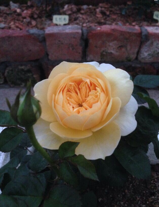 ���1.jpg