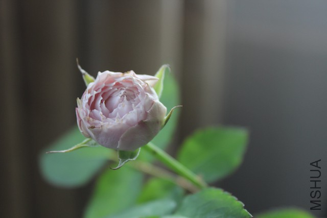 IMG_7794.JPG