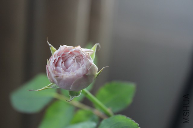 IMG_7793.JPG