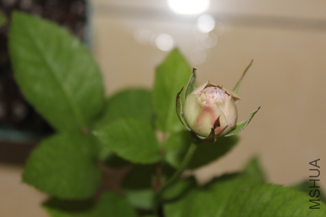 IMG_7782.JPG