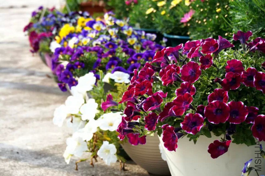 212.jpg