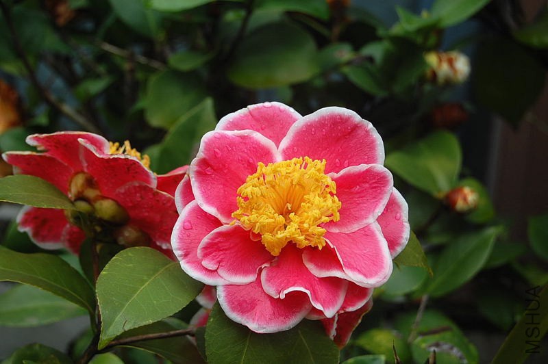 DSC_00050005.JPG