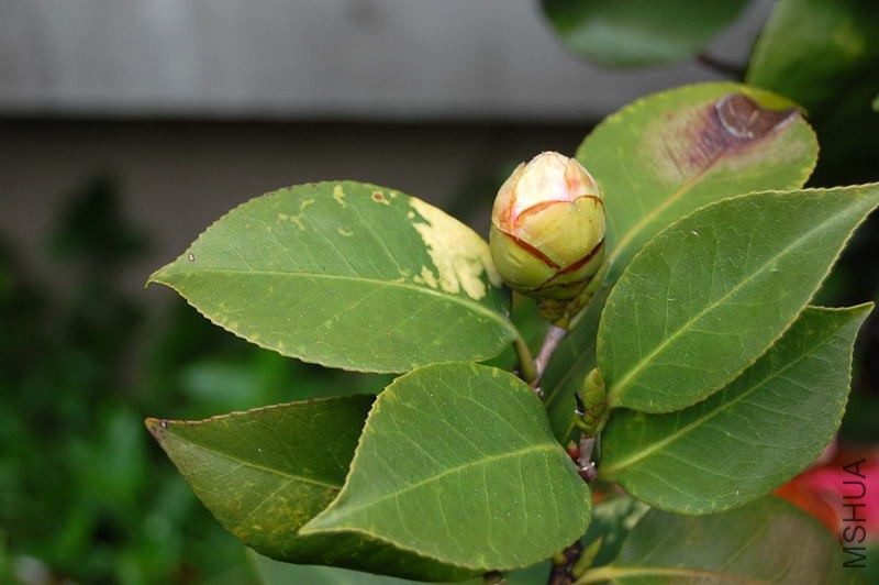 DSC_00110011.JPG