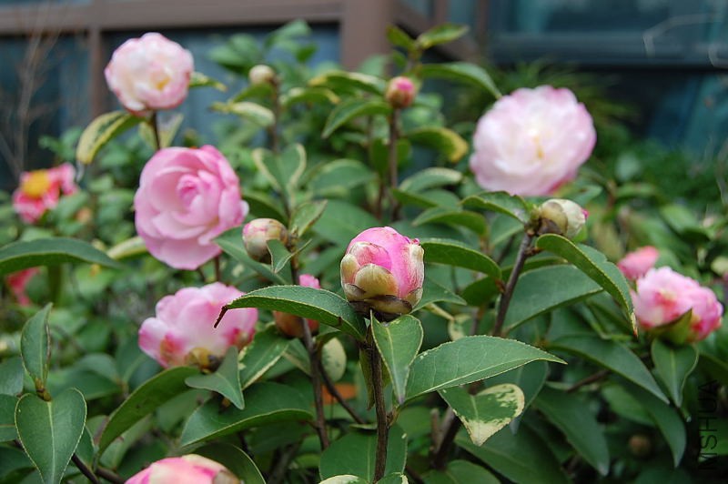 DSC_02340234.JPG