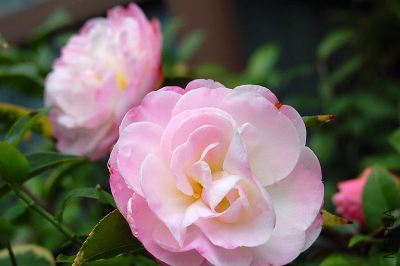 DSC_02270227.JPG