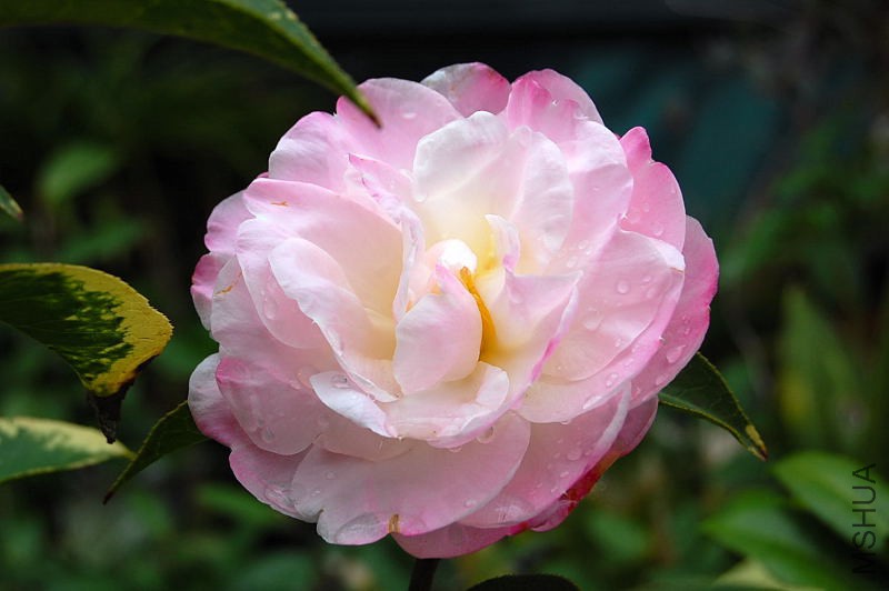 DSC_02300230.JPG
