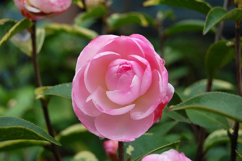 DSC_02330233.JPG