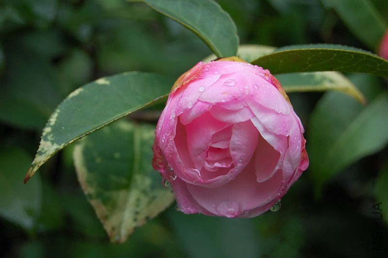 DSC_00260026.JPG