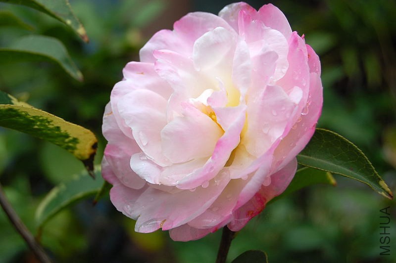 DSC_02370237.JPG