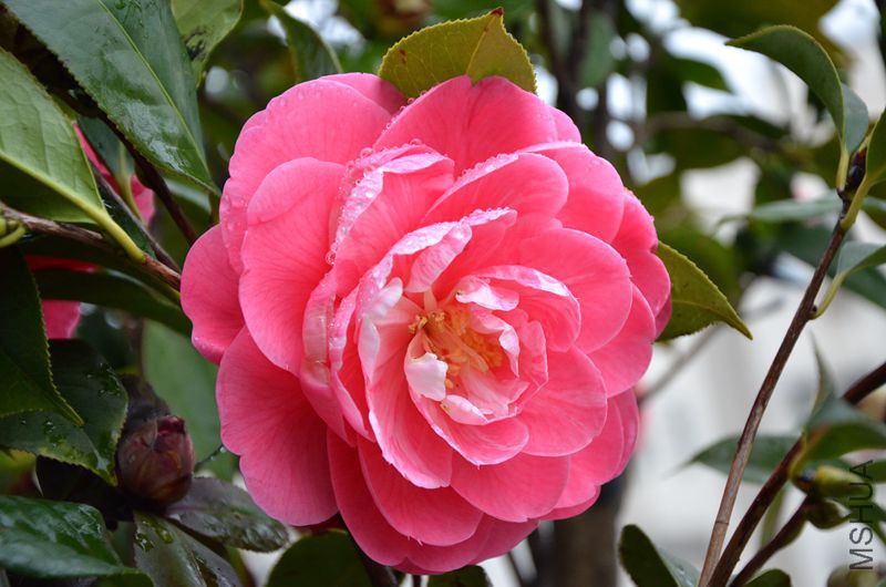 DSC_3023.JPG