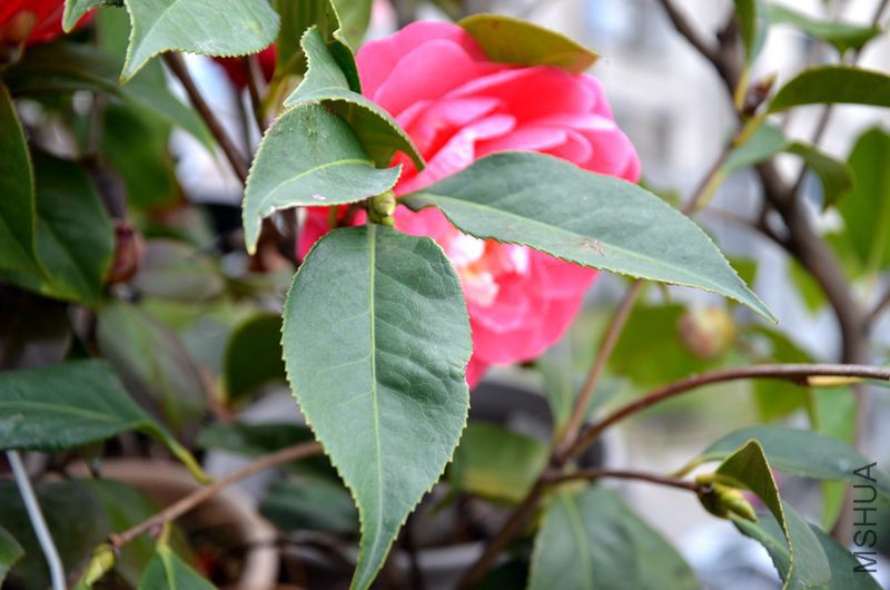 DSC_3009.JPG