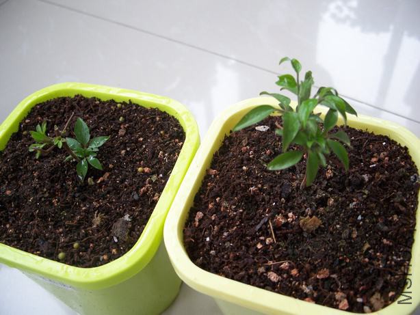 100_5292.JPG