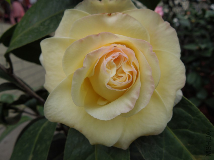 DSCN4125.JPG