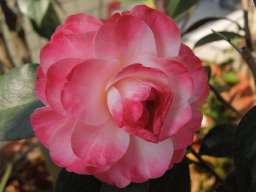 DSCN3111.JPG