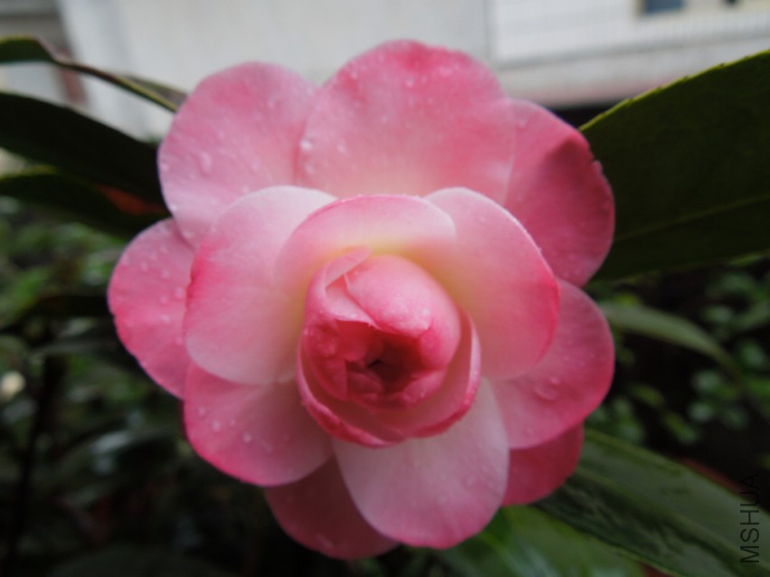DSCN4103.JPG
