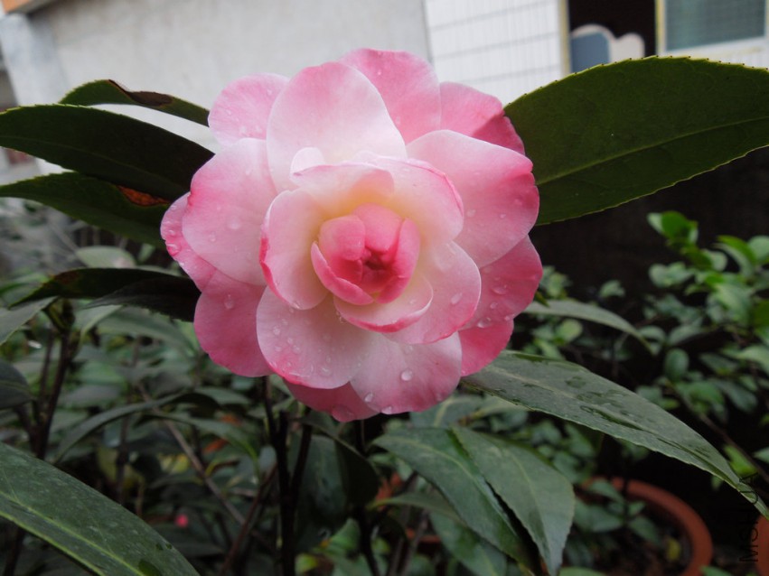 DSCN4107.JPG