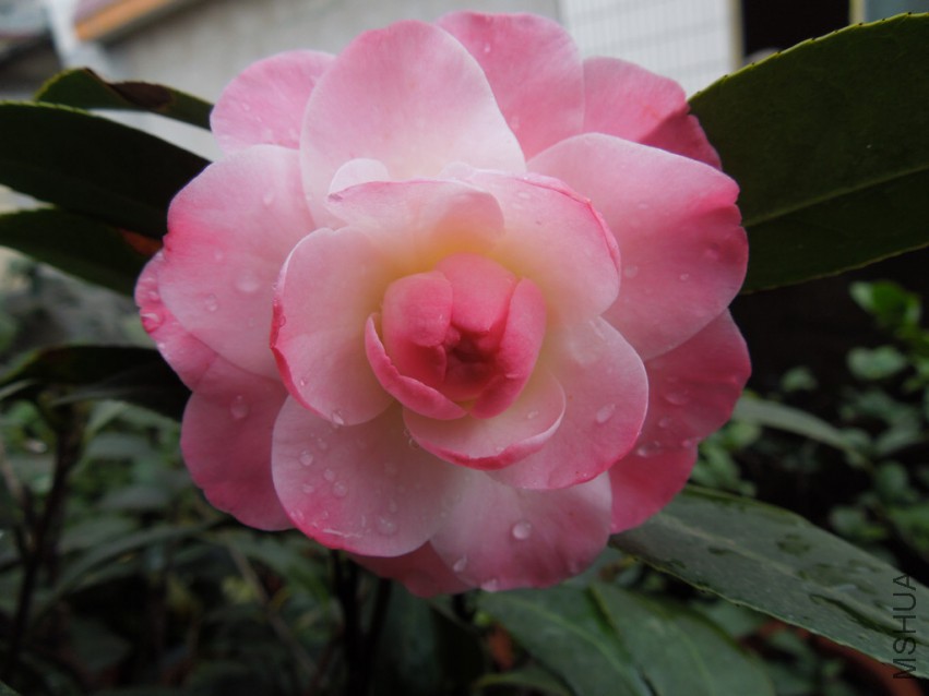DSCN4108.JPG