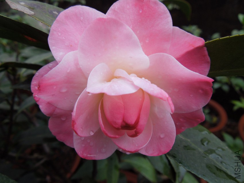 DSCN4110.JPG