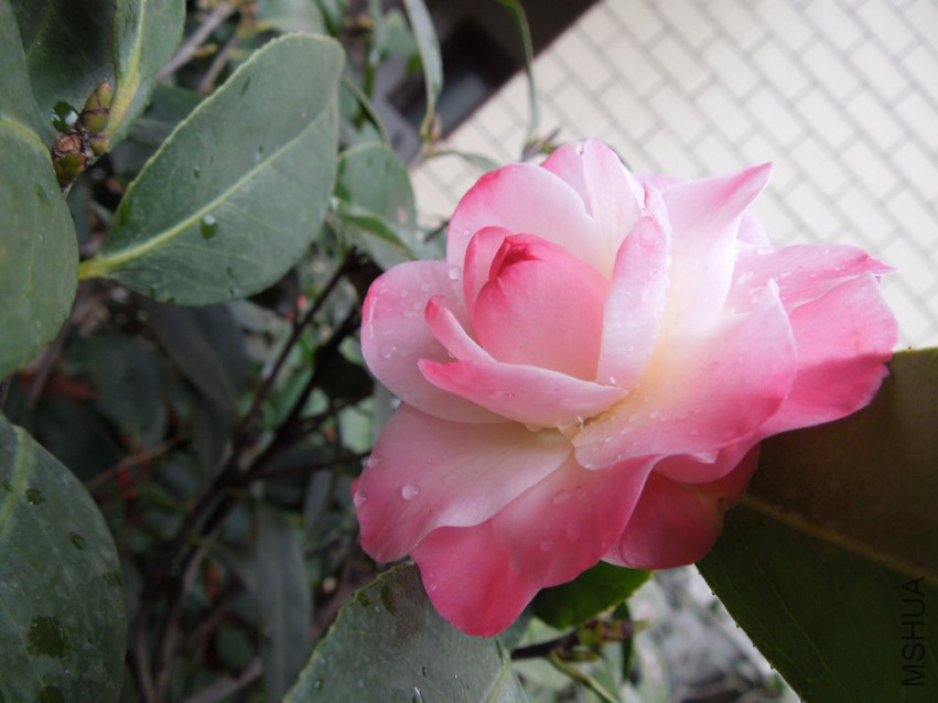 DSCN4111.JPG