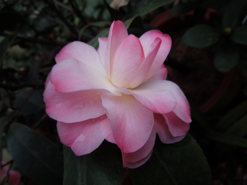 DSCN4112.JPG