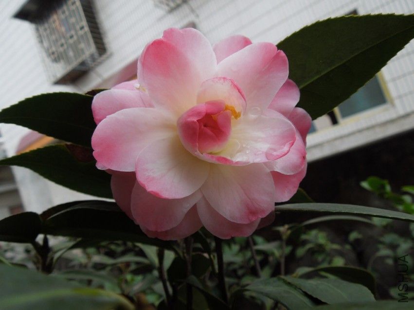 DSCN4113.JPG
