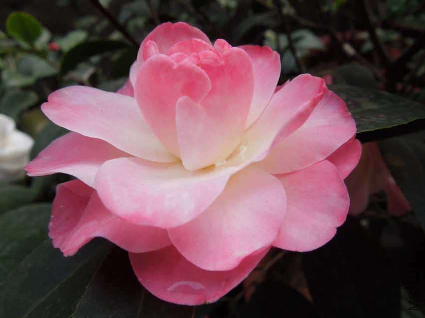 DSCN4120.JPG