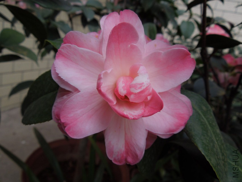 DSCN4135.JPG