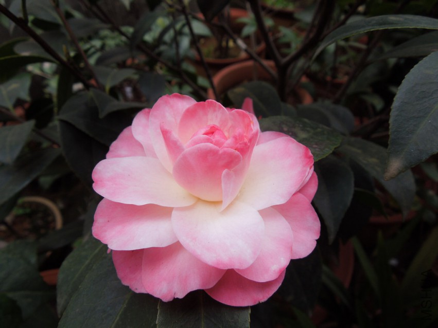 DSCN4136.JPG
