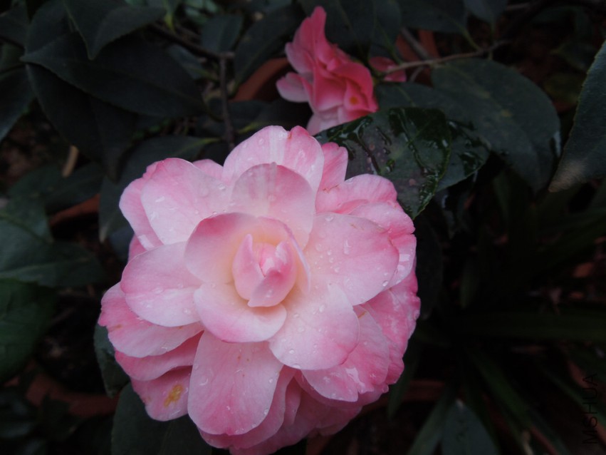 DSCN4149.JPG