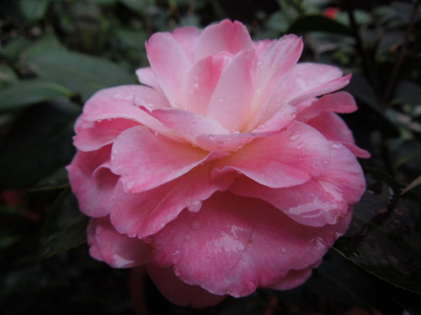 DSCN4151.JPG