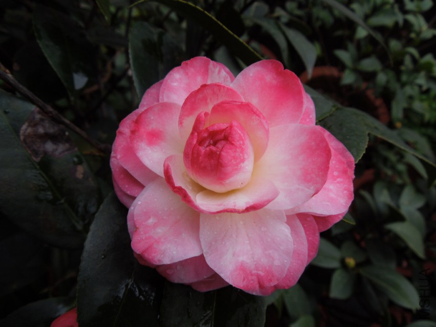 DSCN4186.JPG