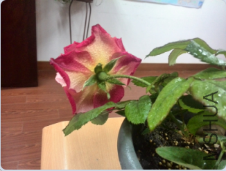 QQ��ͼ20150320144304.png