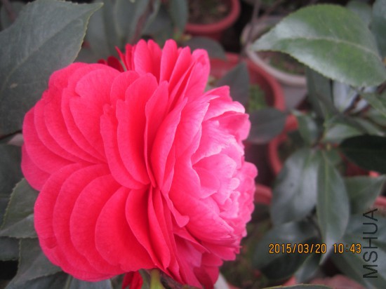 IMG_5817_�༭.jpg