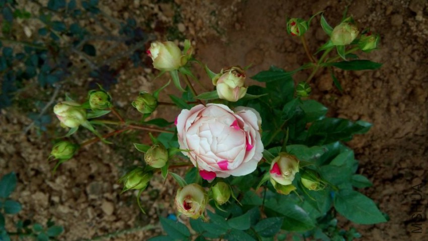 ���Ҳ�ݮ����.jpg