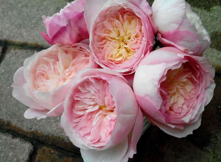 ��˹̹��.jpg