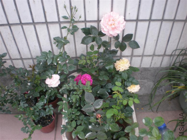 P3208755(1).JPG