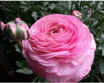 QQͼƬ20150320200816.png