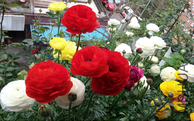 QQͼƬ20150320201148.png