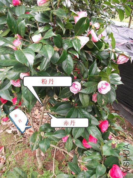 DSCF9580_����.jpg