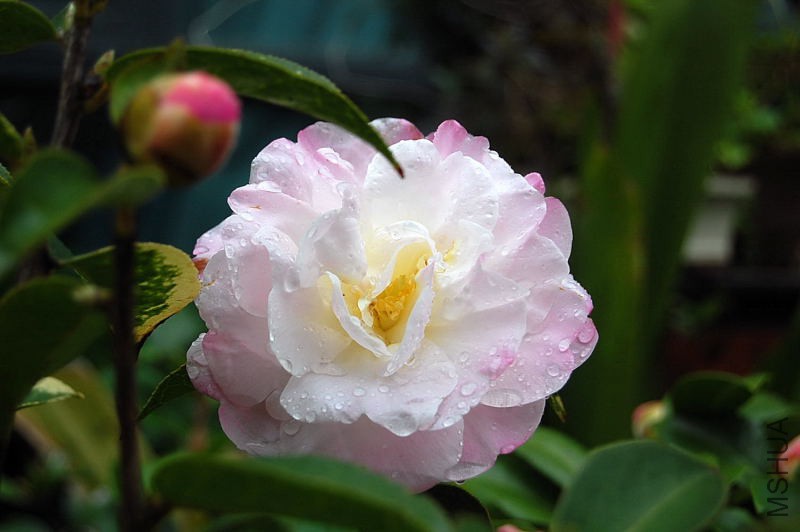 DSC_00150015.JPG