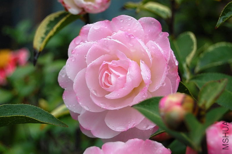DSC_00160016.JPG