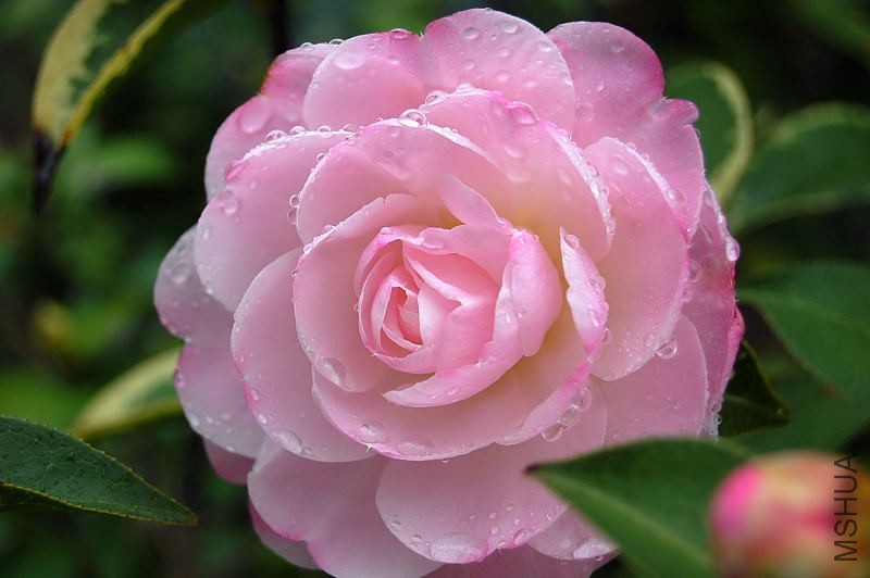 DSC_00170017.JPG